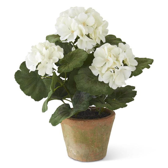 14 Inch White Potted Geranium In Clay Pot