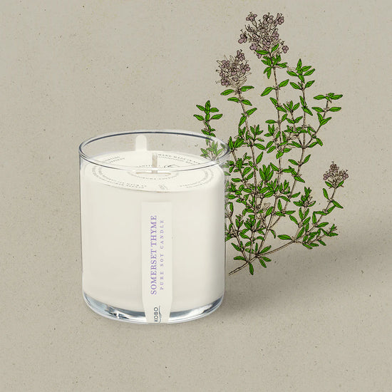 Thyme Plant the Box Candle 9oz