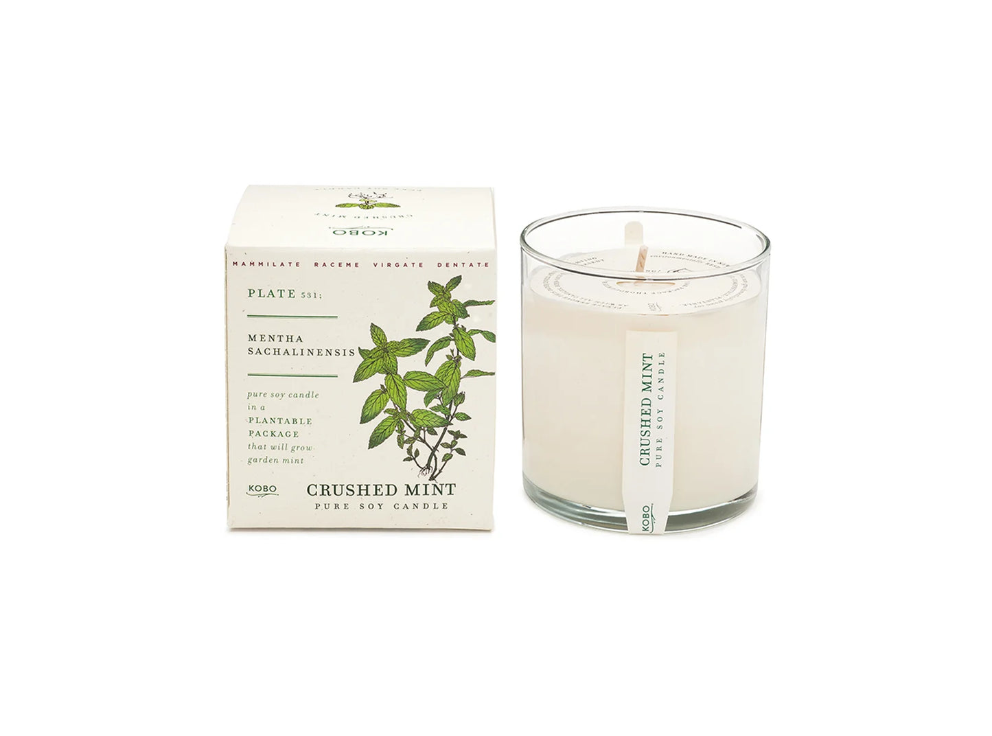 Crushed Mint Plant the Box Candle 9oz