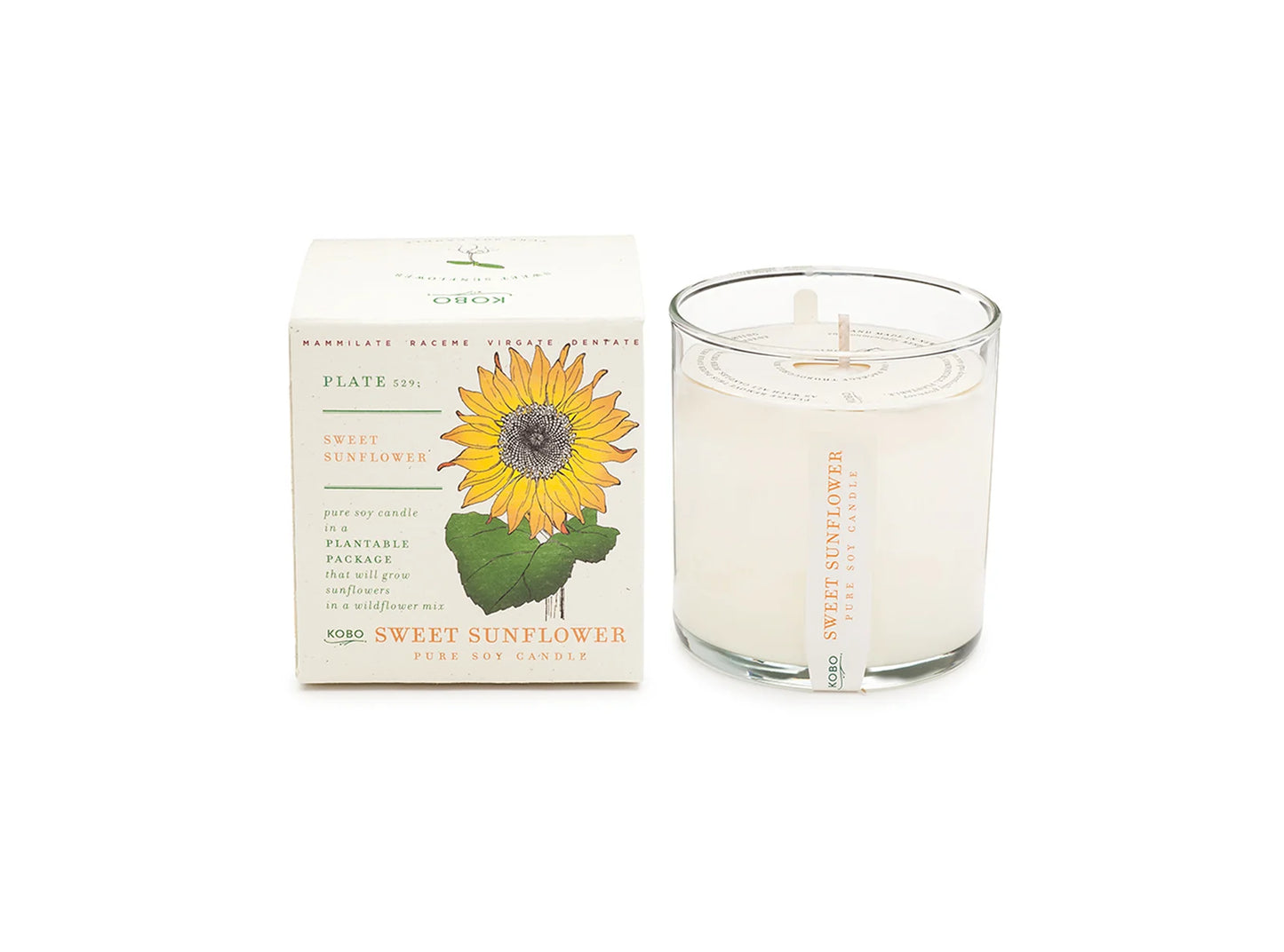 Sweet Sunflower Plant the Box Candle 9oz