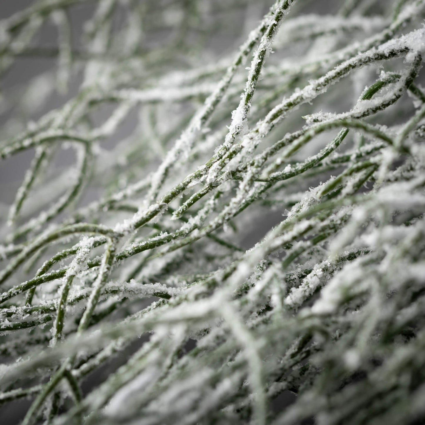 Frosted Grass Spray