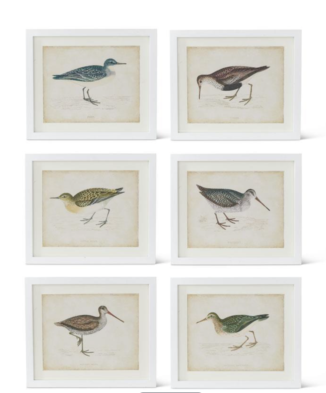 Coastal Bird Artworks with White Frames